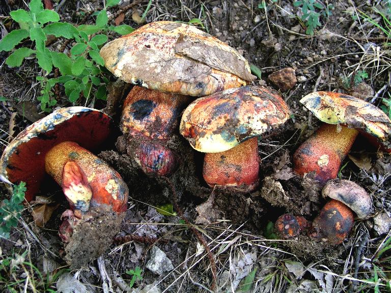 Un quiz ...facile....Boletus